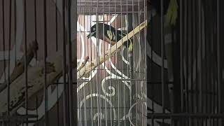 Download lagu Suara Burung Sempur Hujan Rimba‼️#shorts #sempur mp3