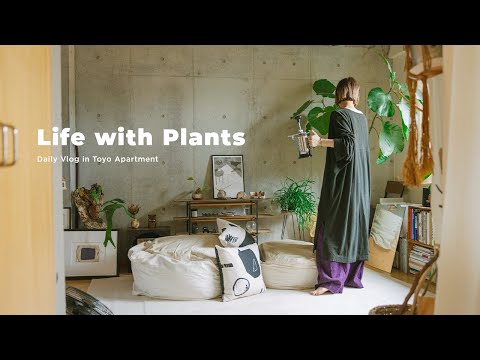 PLANT HAUL ! Giới thiệu về cây lá mua Hoya v.v. | Thay chậu & Tạo kiểu