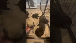 Video preview image #1 Pug Puppy For Sale in CEDAR RAPIDS, IA, USA