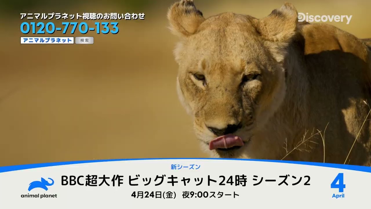 4月おすすめ番組｜アニマルプラネット（テレビ）
