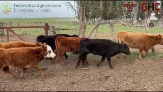 17 Terneros/Terneras de 105 kg - Grupo de Hacienda Cooperativo - Plaza Ganadera