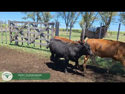 AGROCAS _ 84 TERNEROS (45 h + 38 mc + 1 me) de 180 kg en CARLOS TEJEDOR, BUENOS AIRES 06-02-2026