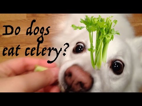 download lagu mp3 mp4 Can Dogs Eat Raw Celery, download lagu Can Dogs Eat Raw Celery gratis, unduh video klip Can Dogs Eat Raw Celery
