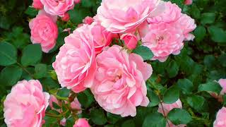 DSCHINGHIS KHAN  Eine Rose Fur Maria Madalena