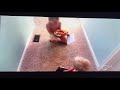 AFV Boy S Breakfast Blunder