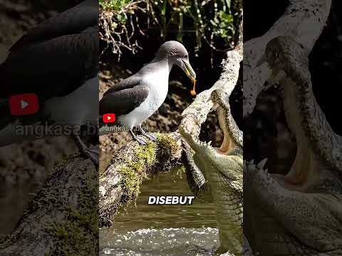 “Senjata Burung Fulmar Bikin Buaya Kapok”#faktahewan #burungfulmar #shorts
