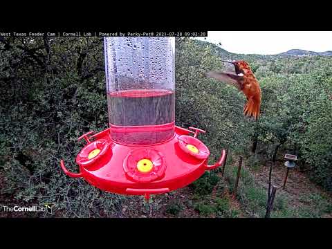 Rufous Hummingbird Hovers And Flashes Orange Throat In West Texas – July 28, 2021