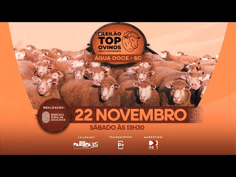 Leilão Top Ovinos, ÁGUA DOCE/SC - 22/11/2025 18:30h