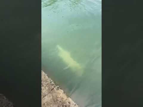 ❤️🐶#viral #puppy #trendingshorts #cutedog