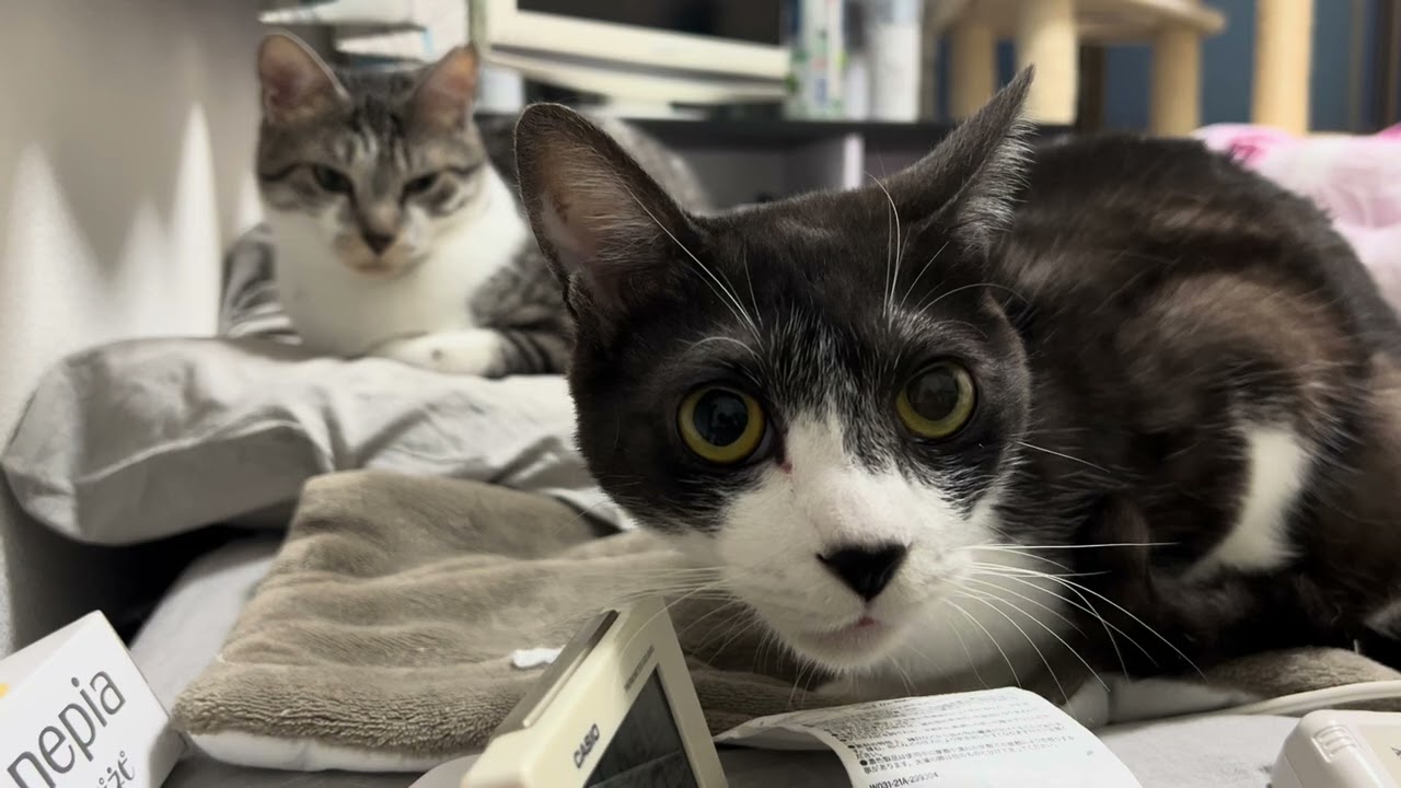 目覚まし時計に甘える猫