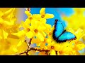 Ave Maria  (Instrumental) - Traditional Beautiful Hymn - Arranged by Tim Janis