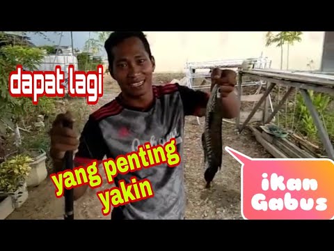 Pemancing ikan Gabus dari BERAU KalTim