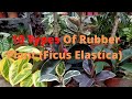 View 29 Rubber Plant Hd Images
