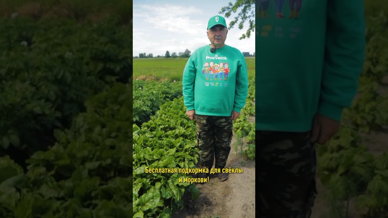 Бесплатная подкормка для свёклы и моркови! Растут крупными и сладкими