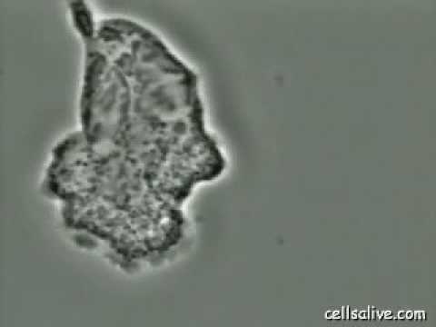 Plasma membrane - Definition and Examples - Biology Online Dictionary