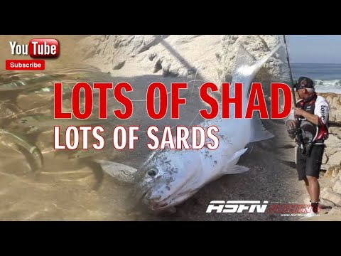 Фото Lots of SHAD, lots of sards  @TheASFN #fishing