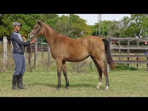 Lote BH JADE