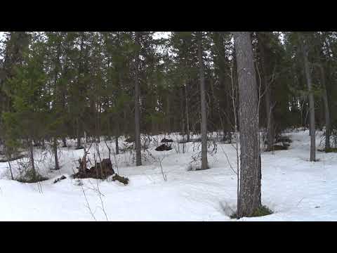 Metsolan Metsäkoulu 270 - Metsänomistajan vuosikello