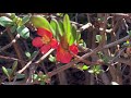 Flowering Quince Plant Profile