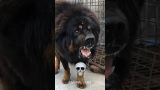 Download lagu power off black dog transformation mp3