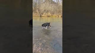 Video preview image #1 Rottweiler-Unknown Mix Puppy For Sale in Decatur, GA, USA