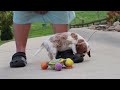 Cavalier King Charles Spaniel dogs for sale: Arby - Video 1