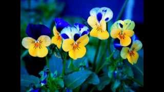 Cuando regreses    Santiago Cruz  letra