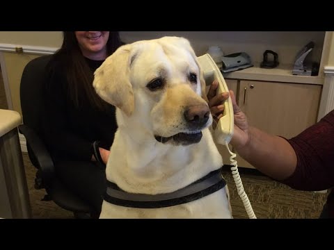 Les chiens du Labrador sont les meilleurs pour nous faire rire