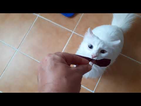 Is clover harmful to cats? Turkish Van cat eating clover