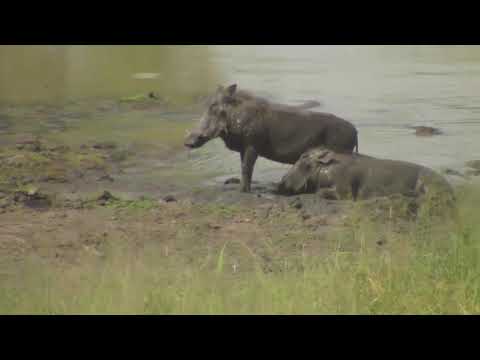 Djuma: Two adult Warthogs enjoying the mud spa - 02/09/19