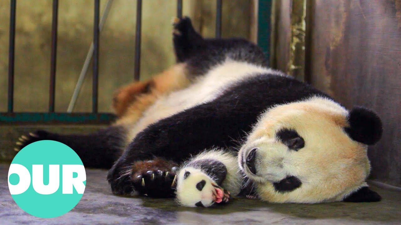 How Animal Care Takers Help Cute Animals Survive