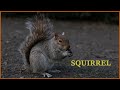 Squirrel sounds at night / Squirrel noises sounds / Squirrel barking / Grey squirrel call