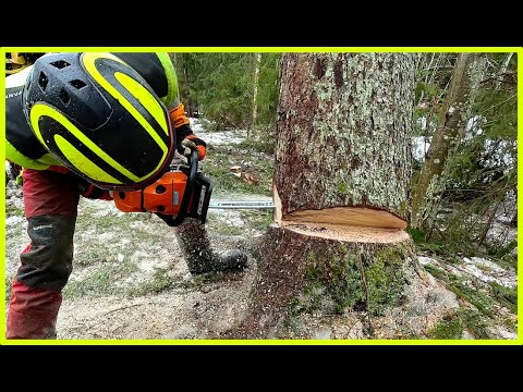 SCHWERE MASCHINEN X HOLZFÄLLER = SCHNELL GROSSE ERGEBNISSE