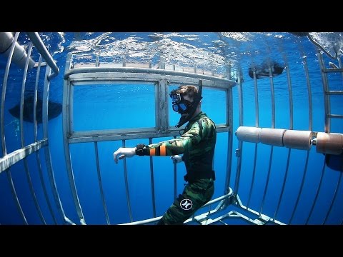 Swimming with Sharks Outside the Shark Cage! - Hawaii (Open Ocean) | DALLMYD Video