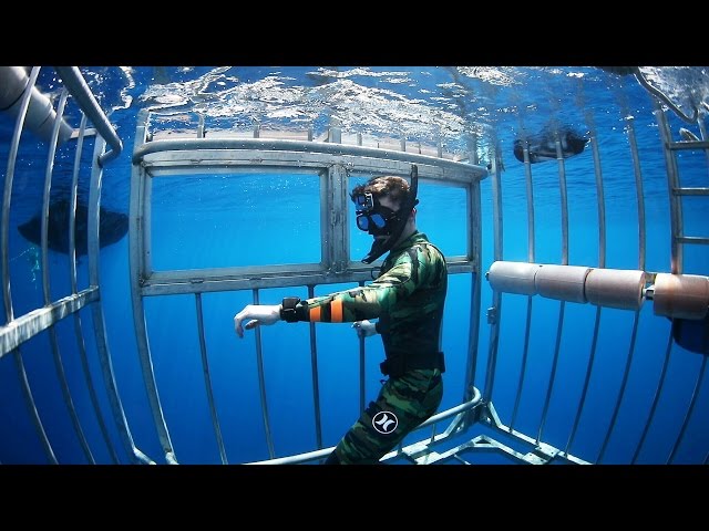 Swimming with Sharks Outside the Shark Cage! - Hawaii (Open Ocean) | DALLMYD