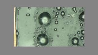 Video 17: Looking at Videos