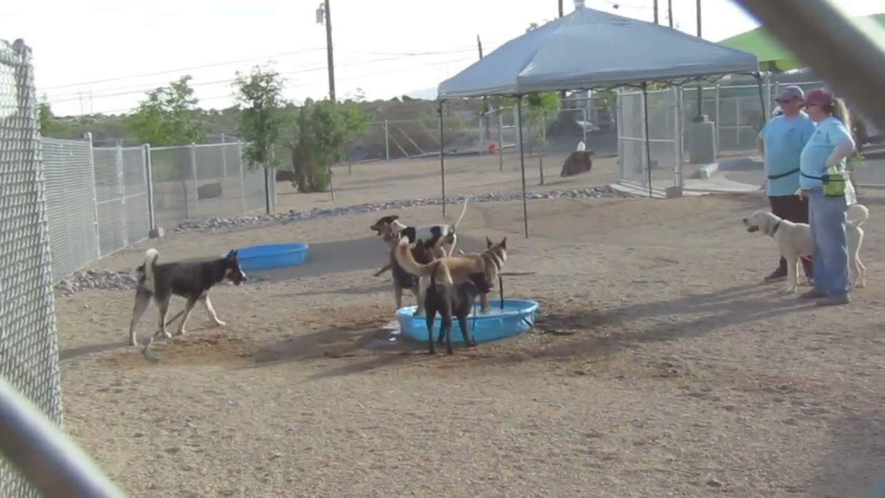 Hunter - PAWS, a Adoptable Mixed Breed in Las Cruces, NM video 6/6
