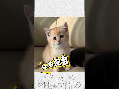 貓咪聽到主人不給他喫完飯立馬配合 #寵物 #萌寵 #畫一個故事