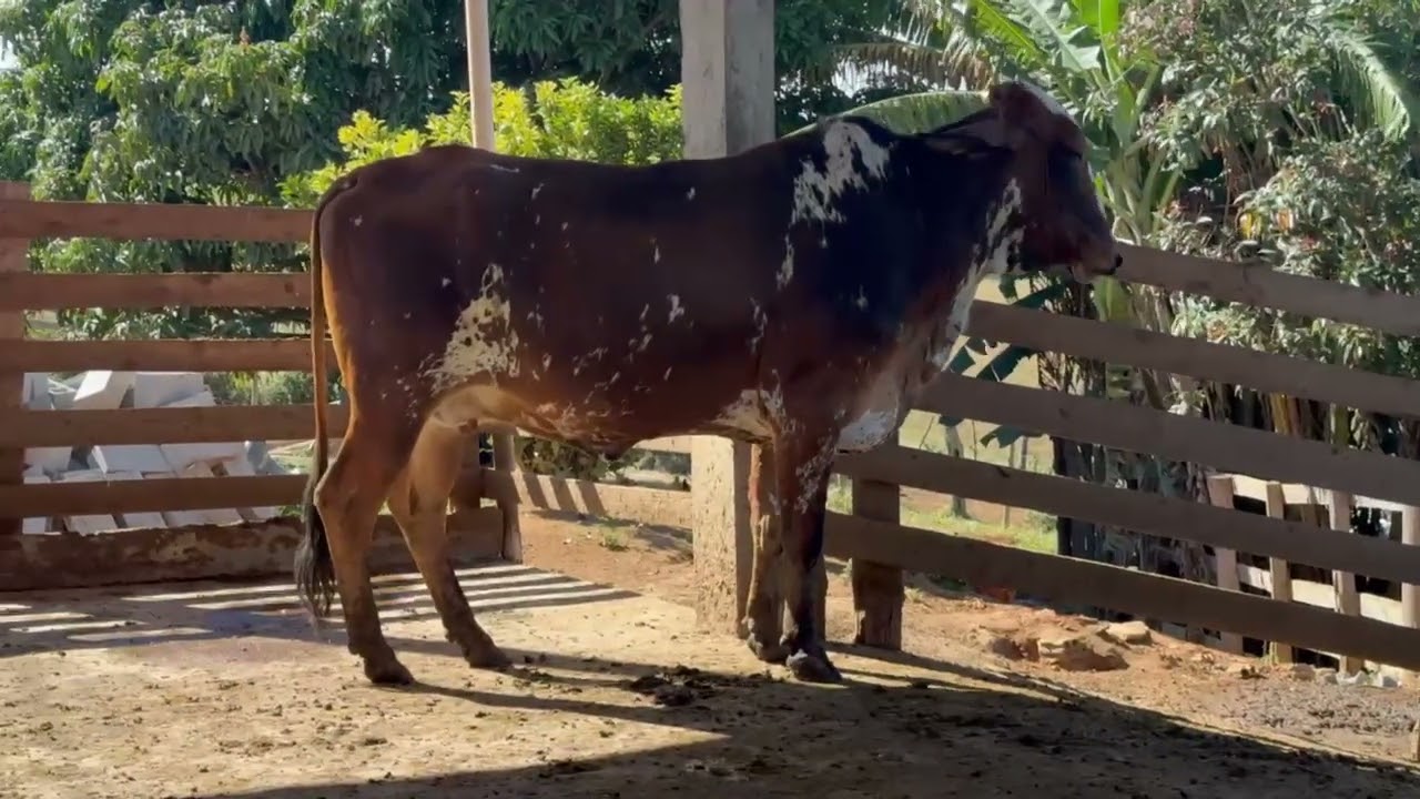 LOTE 54