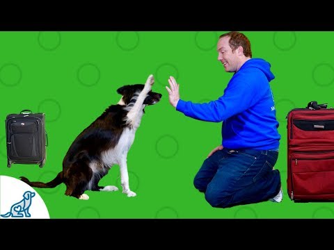 YouTube video about: What to bring for dog boarding?