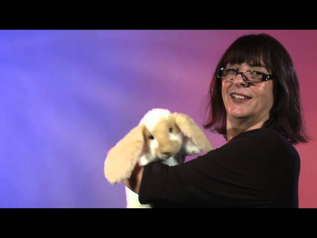 Video teaser for Folkmanis® Standing Lop Rabbit Puppet Demo