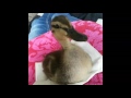 Growing Up Duckling From Duck To Male Mallard