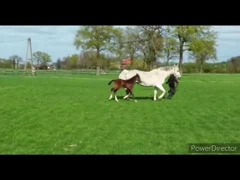 Hengstfohlen von Cornet Obolensky x Colman