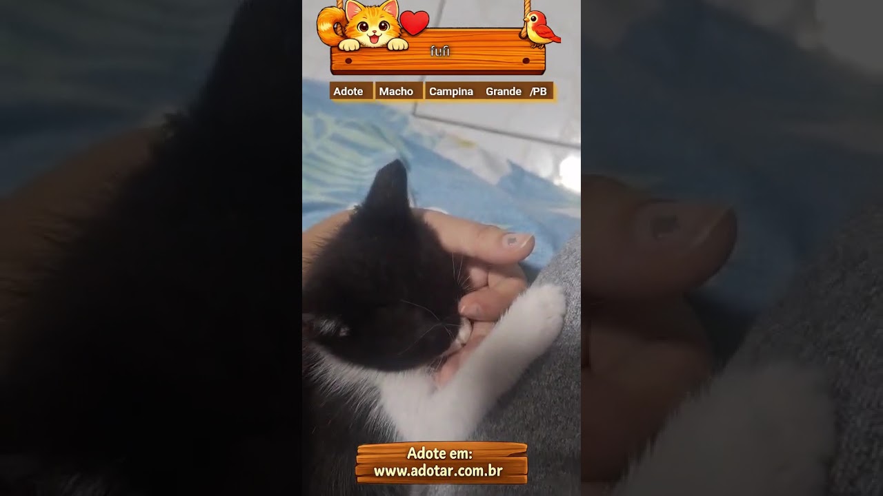 Gato raça SRD-ViraLata idade Abaixo de 2 meses nome fufi