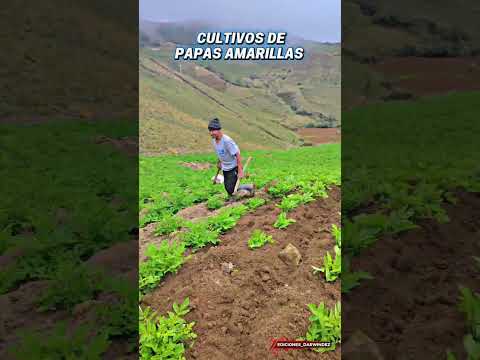 agricultura Panao Pachitea Huanuco Perú 🇵🇪🇵🇪Papas amarillas