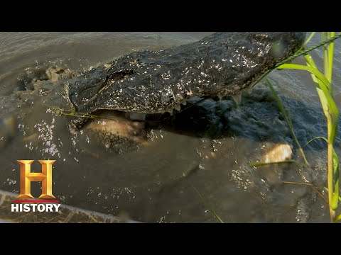 Swamp People: Frog Hunt for Gator Bait (Season 11) | History