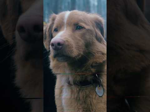 Good Boy | Perrito En Película De Terror, ¿QUÉ PUEDE SALIR MAL? | RESUMEN