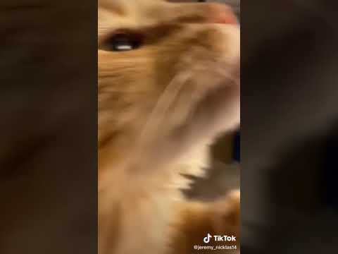 Cat tries to eat ice-cream and then gets brain freeze