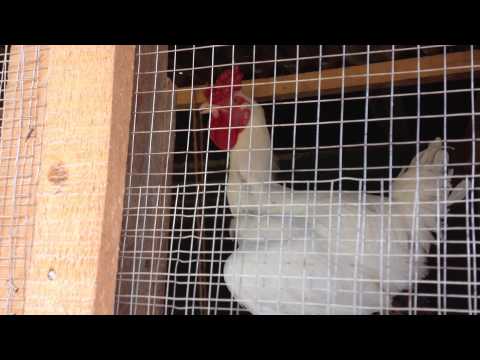 Strutting rooster