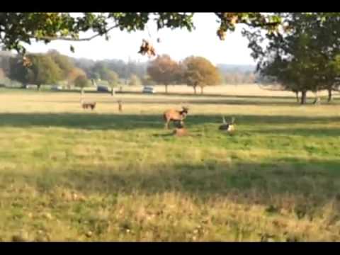 Fenton, the Labradeer!